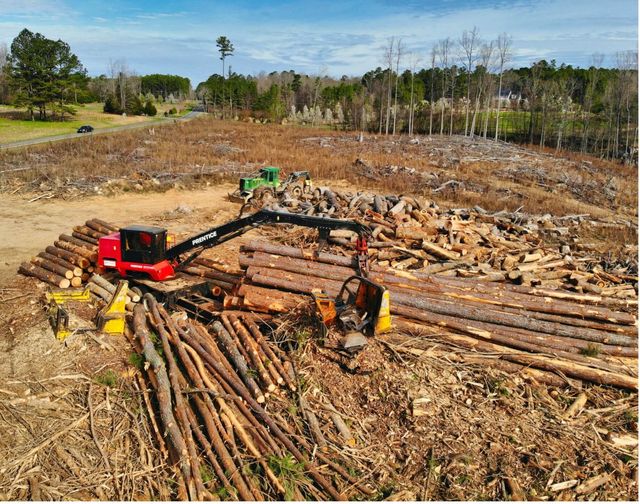 Neue EU-Forststrategie: Ein fauler Deal mit katastrophalen Folgen für die europäischen Wälder