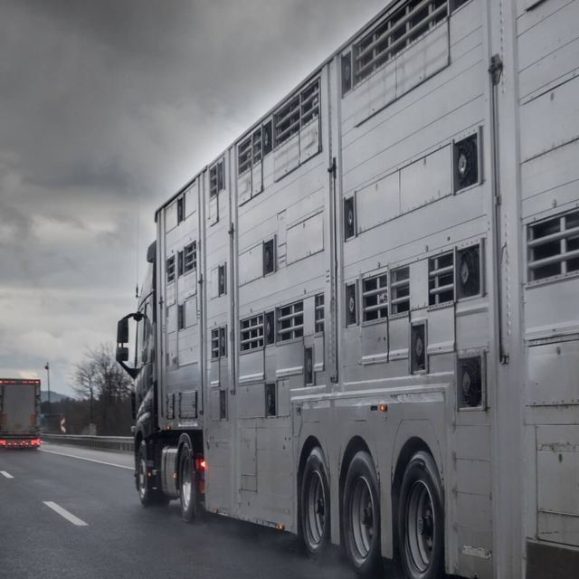ANIT-Untersuchungs­ausschuss: Quälerische Tier­transporte stoppen!