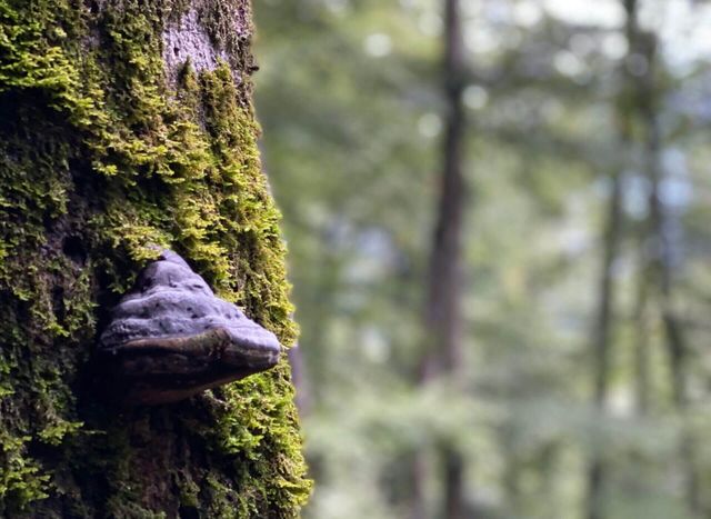 Illegale Abholzung in Rumänien – Update Vertrags­verletzungs­verfahren