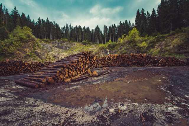 EU-Klimapaket "Fit for 55" – Wälder zu wenig berücksichtigt