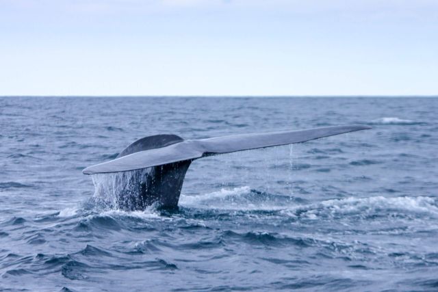 Färöer-Inseln: Die Jagd auf Wale und Delphine muss gestoppt werden!