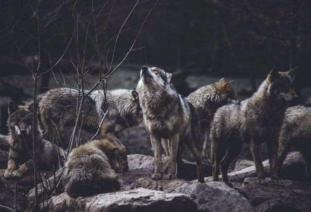 Wir müssen den Herdenschutz stärken, ohne den Wolfsschutz zu schwächen