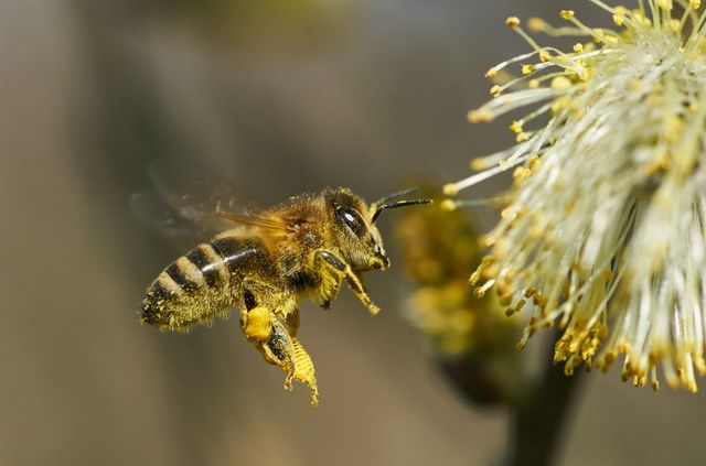Happy World Bee Day & Hello Biodiversity Strategy 2020!